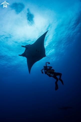 A Manta birostris | Giant Oceanic Manta Ray