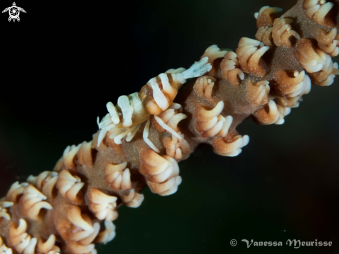 A Dasycaris Zanzibarica | Crevette de Zanzibar