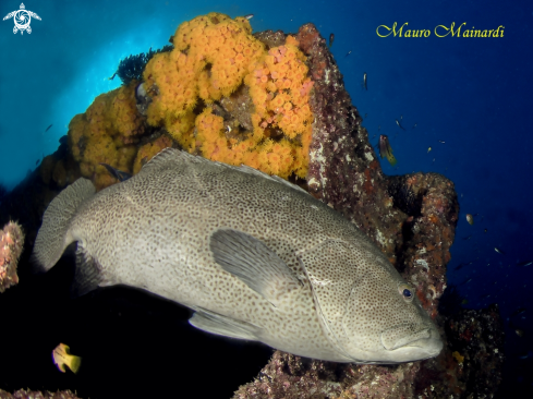 A Grouper