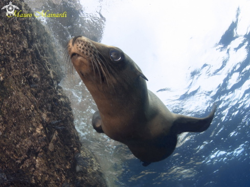 A Sealion