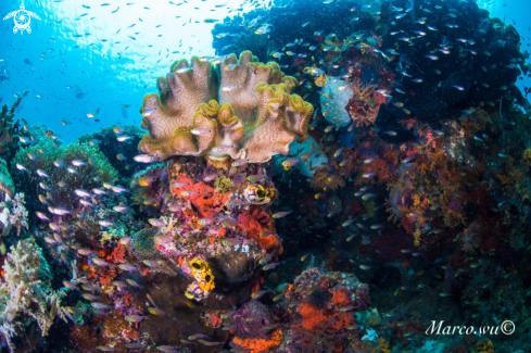 A Coral and fish