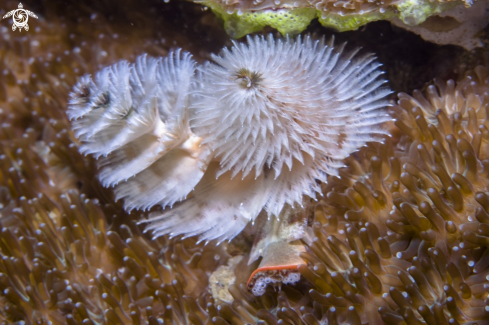 A Christmas tree worm