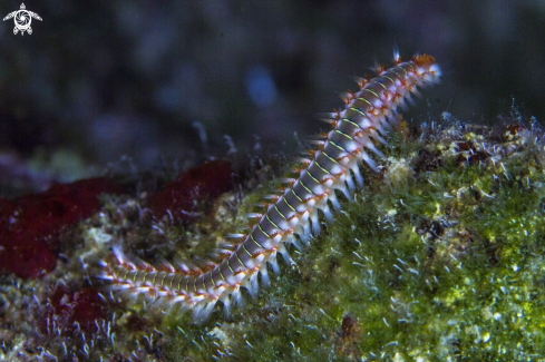 A Hermodice carunculata | worm