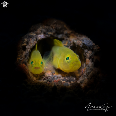 A G. okinawae  | Yellow Clown Goby