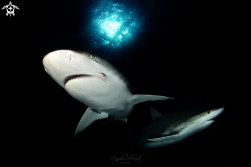 A Gray Reef Shark 