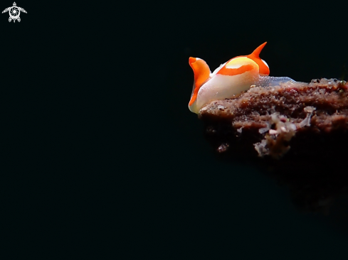 A Nudibranch