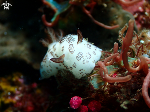A Jorunna funebris | Nudibranch