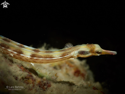 A Corythoichthys flavofasciatus | Network pipefish