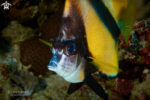 A Heniochus intermedius | Red Sea bannerfish