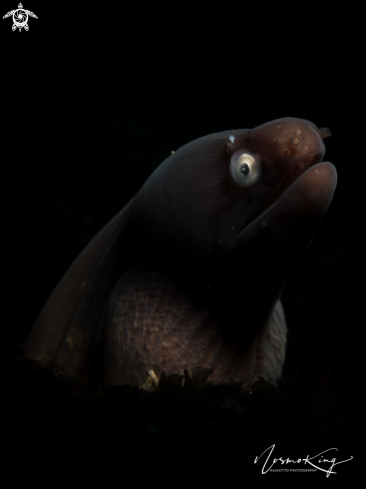 A Anarchias seychellensis | Seychelles moray or the marbled reef-eel