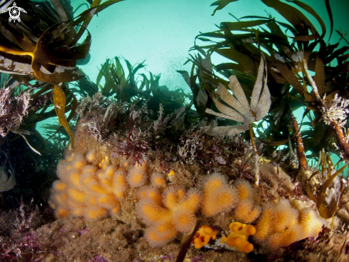 A Kelp and dead mans fingers