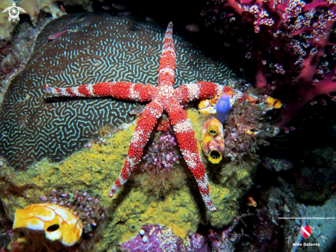 A Sea Star