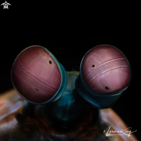 A Peacock Mantis Shrimps