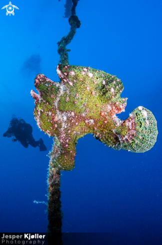 A Frogfish