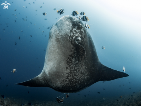 A Southern Ocean Sunfish