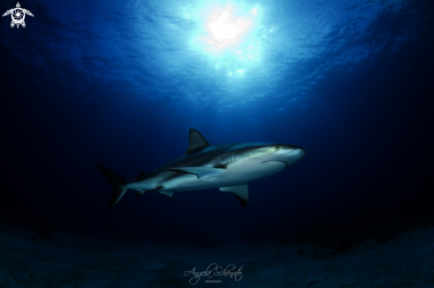 A Gray reef Shark