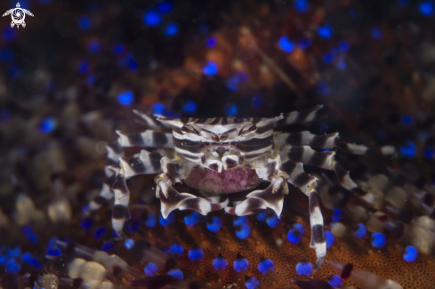 A Zebra crab 