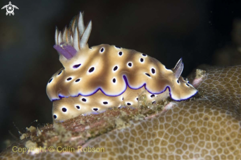 A nudibranch