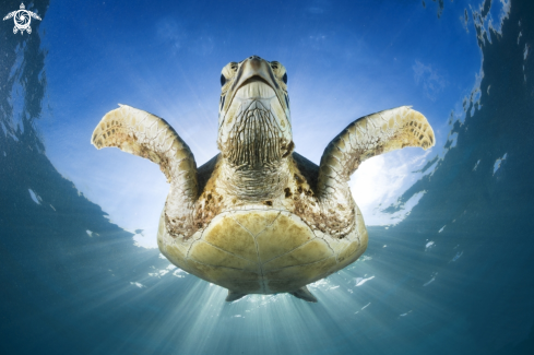 A Chelonia mydas | Green turtle