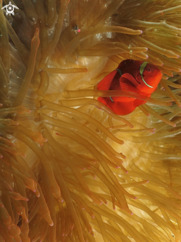 A Amphiprion percula | clownfish