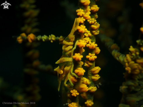 A Zanzibar Whip Coral Shrimp