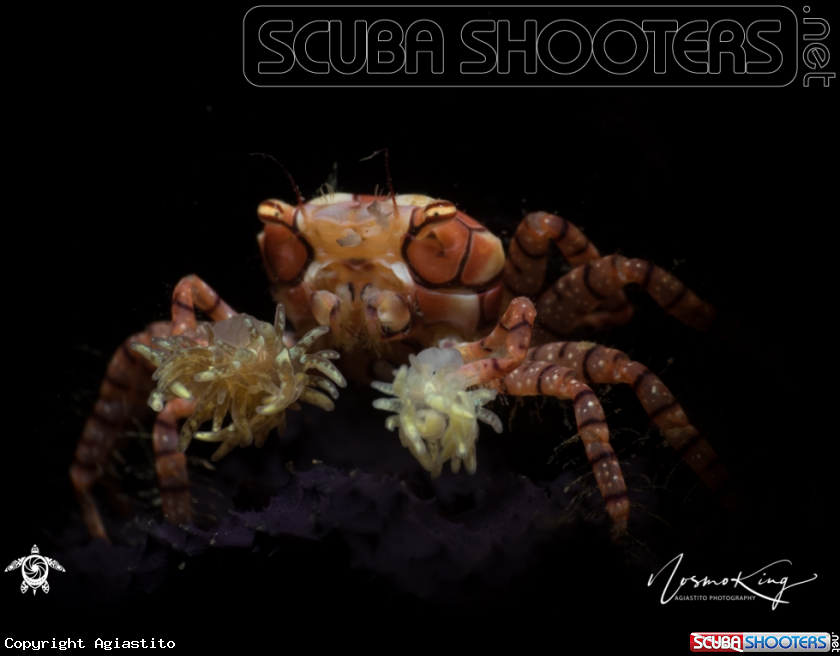 A Pom Pom Crab or Mosaic Boxer Crab