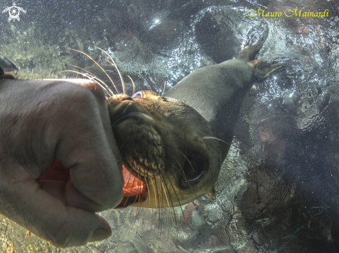 A Sealion