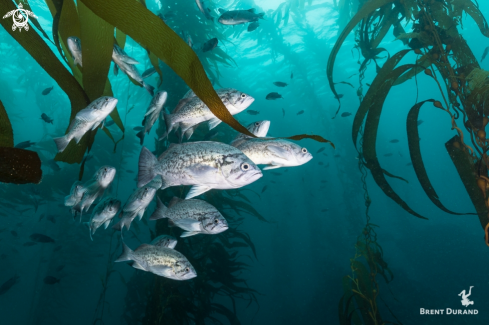 A Blue Rockfish