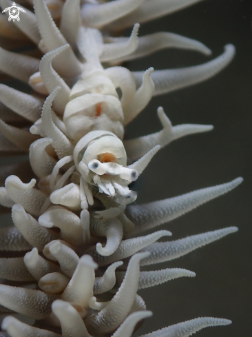 A Pontonides ankeri | Anker's Whip Coral Shrimp