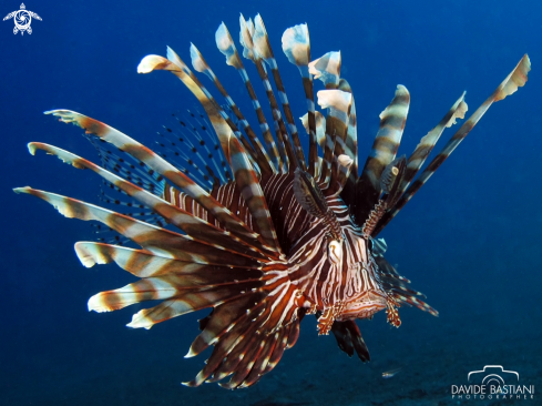 A Lion Fish