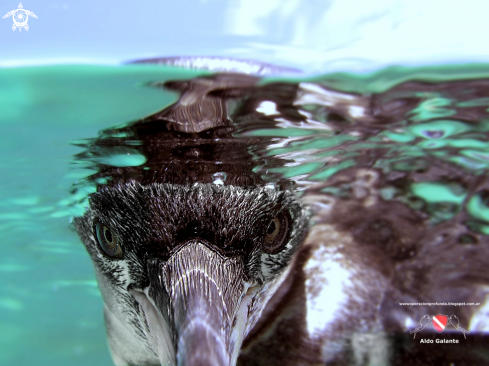 A Galapagos Penguin