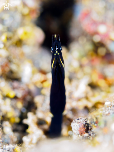 A Ribbon Eel