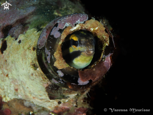 A Shorthead Fang Blenny | Blennie de Fang