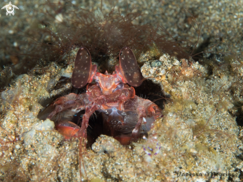 A Odontotactylus Scyllarus | Peacock Mantis Shrimp