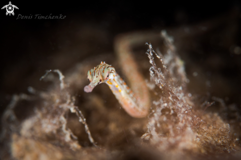 A Syngnathidae | PIPEFISH