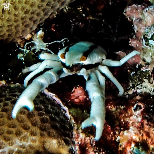 A Squat Lobsters (Coral Crab)