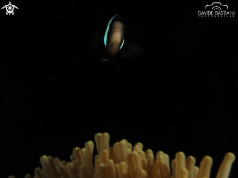A Amphiprion ocellaris | Clown Fish