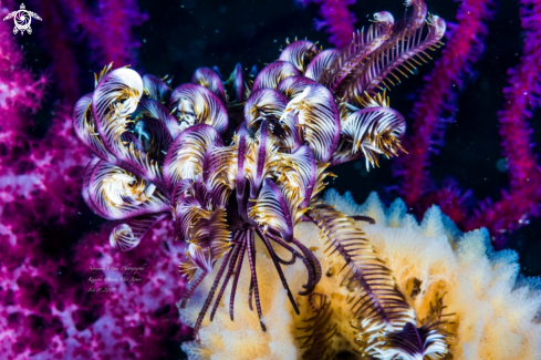 A Feather Star