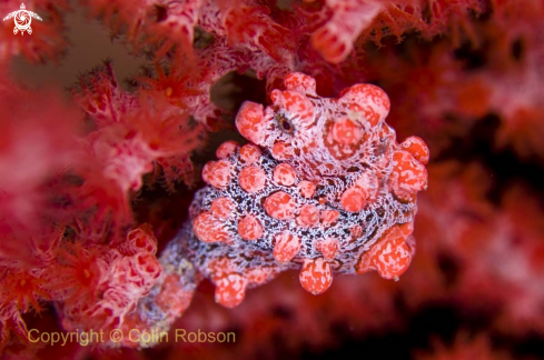 A pygmy sea horse