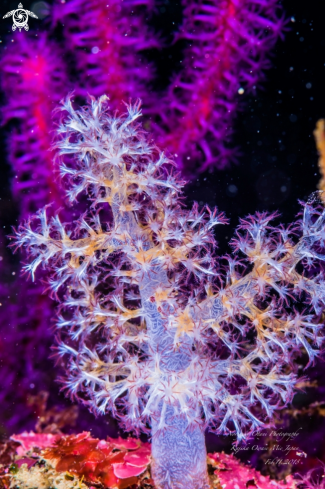 A Soft coral