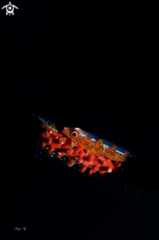 A Yellow lip triplefin