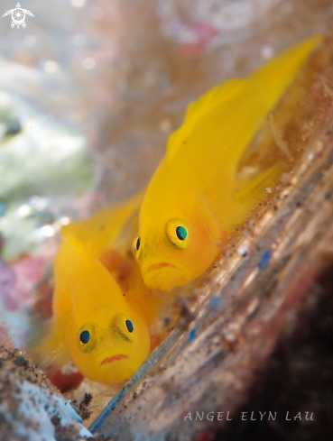 A Lubricogobius exiguus | Yellow Goby