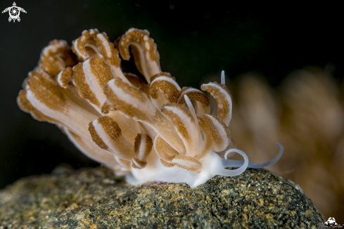 A soft coral nudibranch