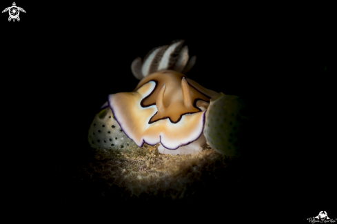 A Nudibranch