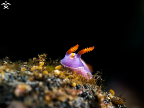 A Nudibranch 