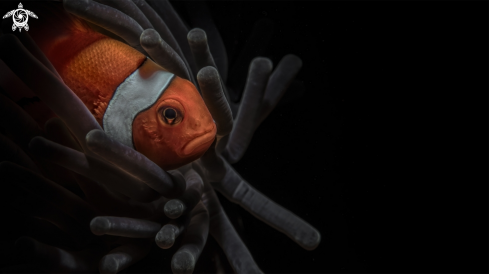A Amphiprion percula | clownfish
