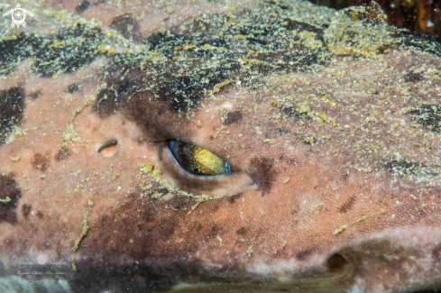 A Blotchy swell shark 