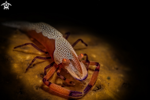 A Periclimenes imperator, known as the emperor shrimp commensal of  sea cucumber Zenopontonia rex  | emperor shrimp