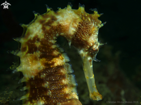A Hippocampus Histrix | Seahorse