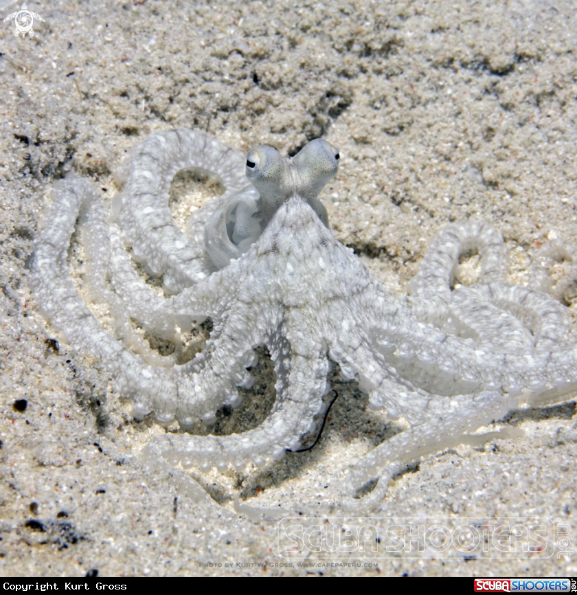 A Long Arm Octopus 